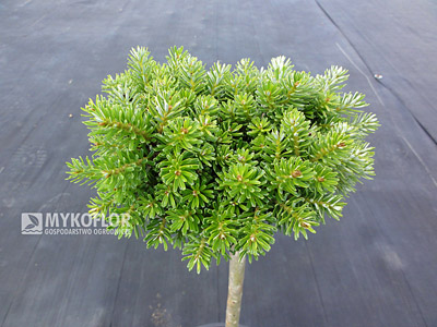 Abies koreana Silberperle