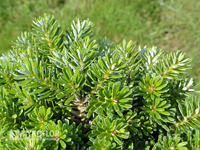  Abies koreana Silberperle – zbliżenie igły