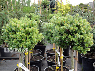  Abies koreana Silberperle – rośliny na placu sprzedaży