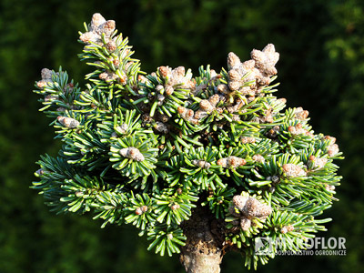 Abies magnifica Shastensis WB