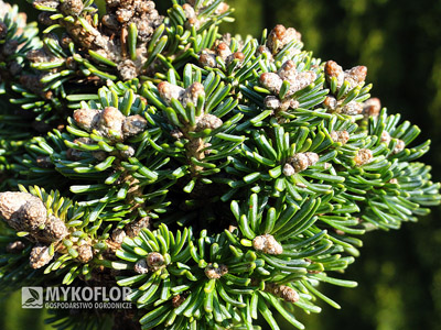 Abies magnifica Shastensis WB. Zbliżenie igieł (jesień)