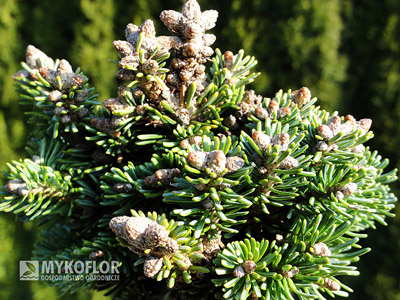 Abies magnifica Shastensis WB. Zbliżenie igieł (jesień)