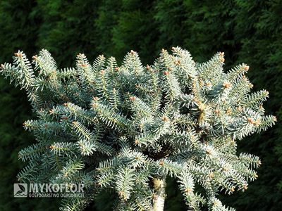 Abies pinsapo Horstmann