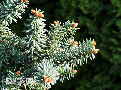 Abies pinsapo Horstmann