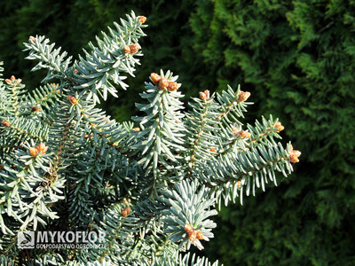 Abies pinsapo Horstmann