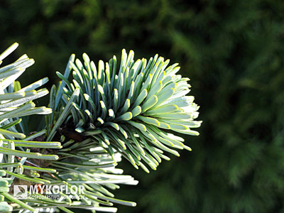  Abies veitchii Rumburk – zbliżenie igieł