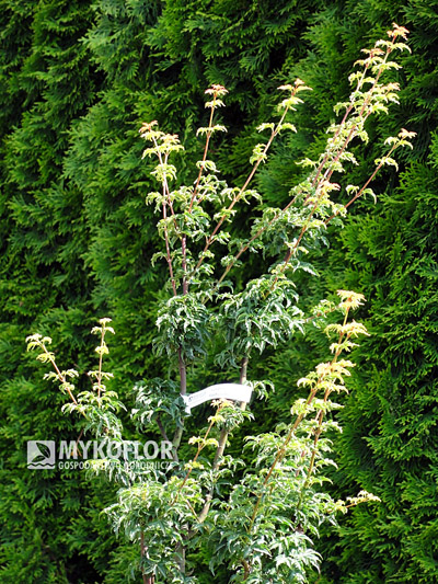 Acer palmatum Shishigashira, materiał oferowany do sprzedaży