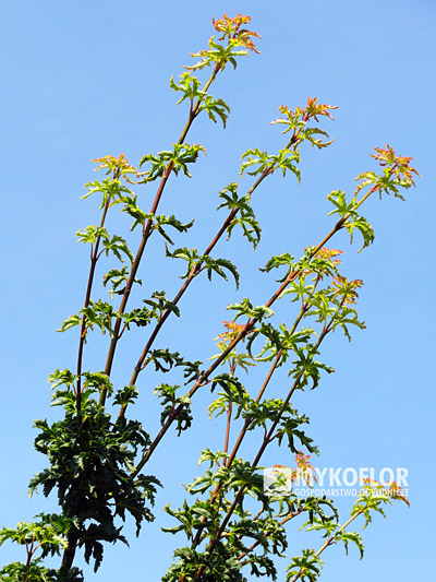 Acer palmatum Shishigashira, zbliżenie liści