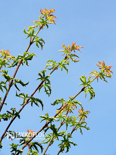 Acer palmatum Shishigashira, zbliżenie liści