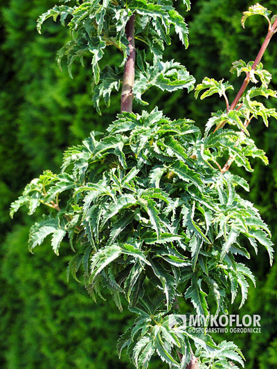Acer palmatum Shishigashira, zbliżenie liści – „głowa lwa”