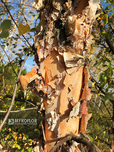 Betula nigra Fox Valley