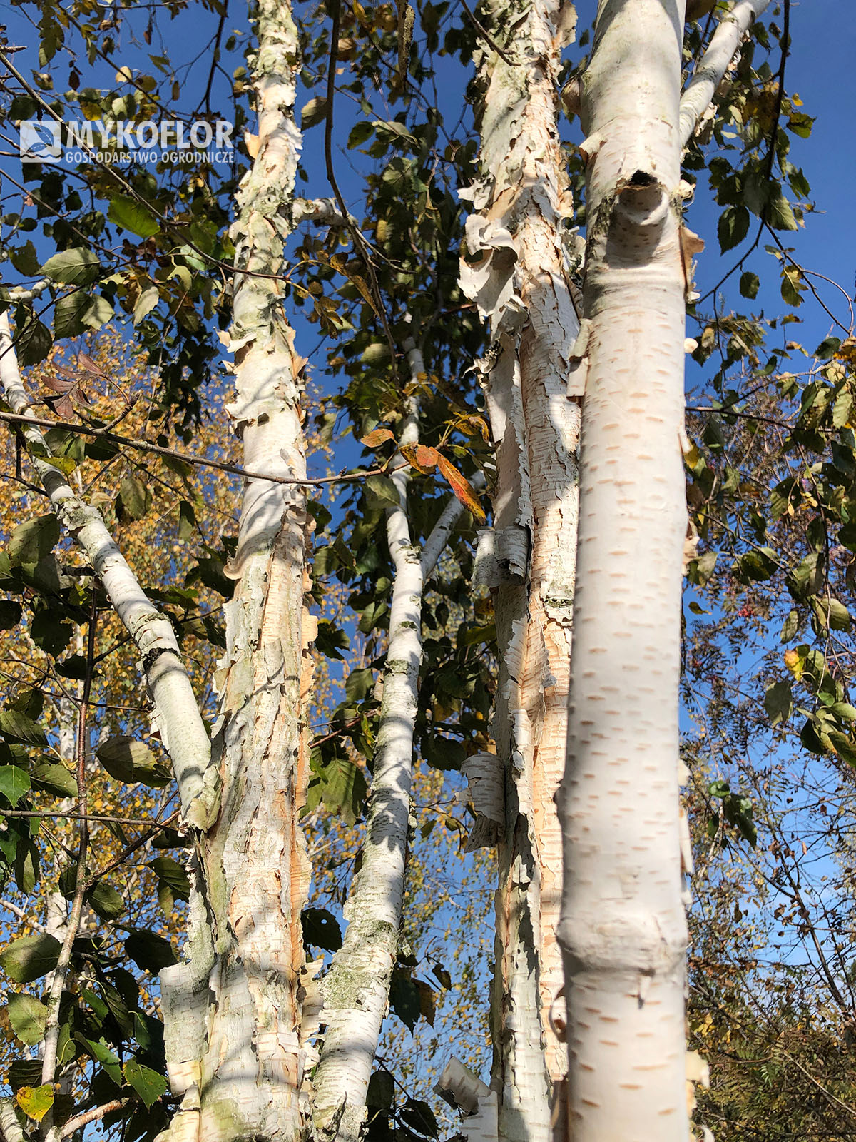 Betula utilis Silver Shadow (brzoza pożyteczna Silver Shadow)