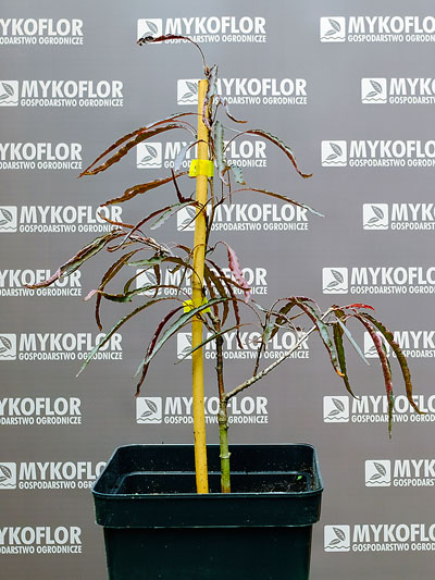 Fagus sylvatica Ansorgei – przykładowa roślina oferowana do sprzedaży