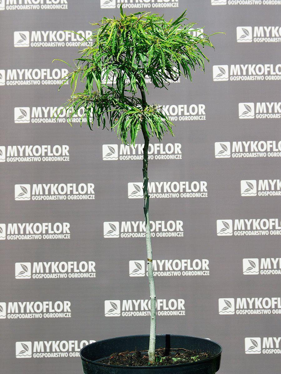 Fagus sylvatica Mercedes – przykładowa roślina oferowana do sprzedaży