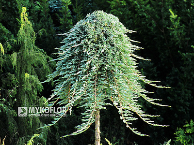 Juniperus horizontalis Glacier - roślina 7 letnia