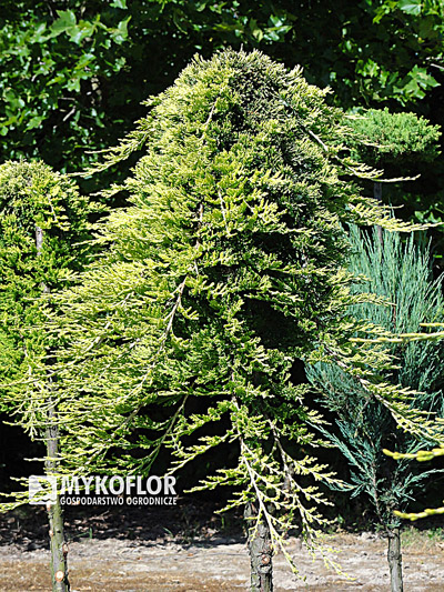 Juniperus horizontalis Golden Carpet - Pa min 90cm. Roślina 7 letnia