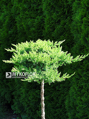 Juniperus procumbens Nana - Pa min 90cm. Materiał oferowany do sprzedaży