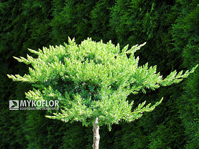 Juniperus procumbens Nana - Pa min 90cm. Zbliżenie