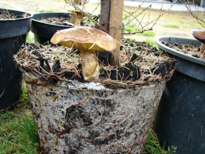 Bryła korzeniowa z maślakiem żółtym (Suillus grevillei)