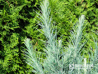 Larix laricina Deborah Waxman – zbliżenie igieł