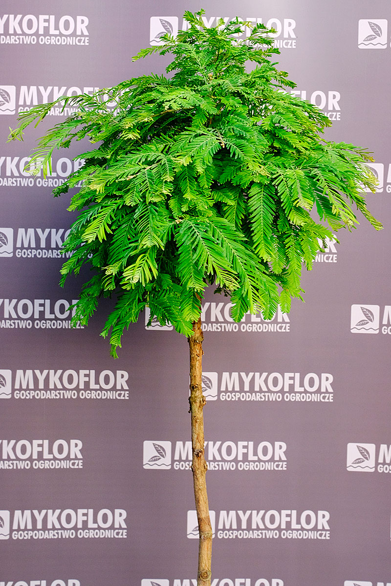 Metasequoia glyptostroboides 'Schirrmann's Nordlicht' – przykładowa roślina oferowana do sprzedaży