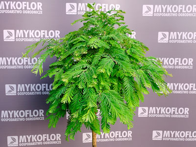 Metasekwoja chińska 'Schirrmann's Nordlicht' – przykładowa roślina oferowana do sprzedaży