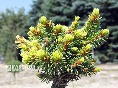 Picea abies Goldnugget (Aurea WB), roślina mateczna