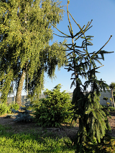 Picea abies Pendula Major