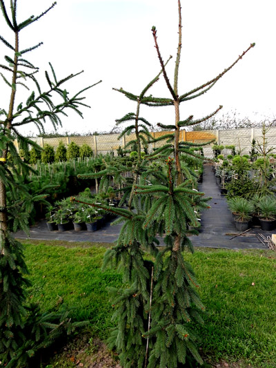 Picea abies Pendula Major. Picea abies Pendula Major Świerk pospolity Pendula Major