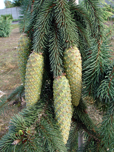 Picea abies Pendula Major.  Długie szyszki, które pojawiają się już w stosunkowo młodym wieku