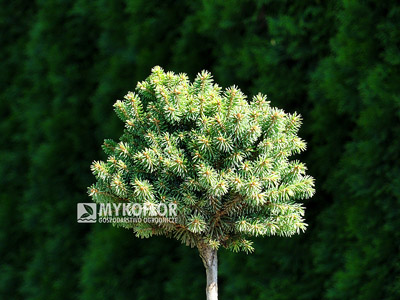 Picea glauca Pardubice – roślina zaszczepiona na niewysokim pieńku (lato)