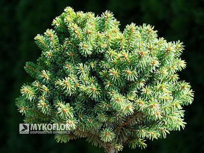 Picea glauca Pardubice. Zbliżenie (lato)