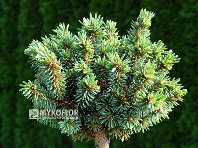 Picea glauca Pardubice. Świerk biały Pardubice (jesień)