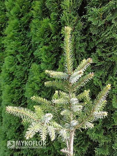 Picea omorika Aurea – materiał oferowany do sprzedaży