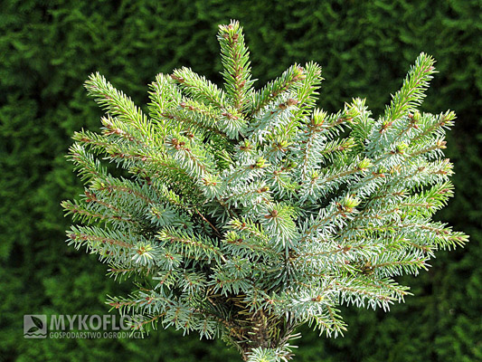  Picea omorika Elizabeth – egzemplarz mateczny