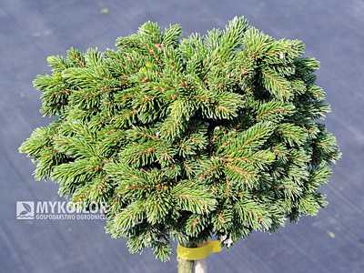 Picea orientalis Prof. Langner – materiał oferowany do sprzedaży zaszczepiony na wysokości 60-80 cm