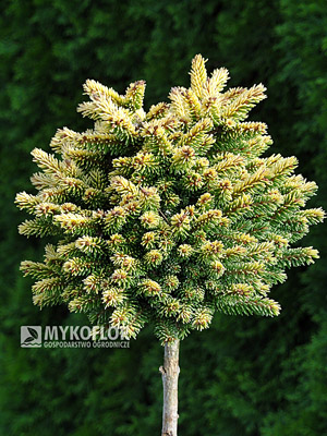 Picea orientalis Tom Thumb Gold – materiał oferowany do sprzedaży
