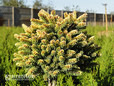 Picea orientalis Tom Thumb Gold – materiał oferowany do sprzedaży