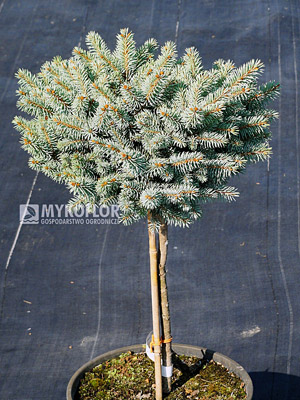 Picea pungens Tokarz - materiał oferowany do sprzedaży