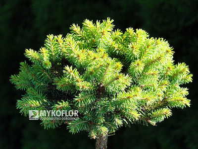 Picea rubens Hexe (lato)