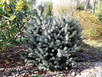 Picea sitchensis Nana - roślina ok. 15 letnia, zdjęcie zrobiono we wrześniu