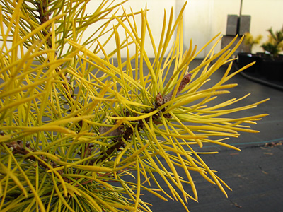 Pinus contorta Chief Joseph - zbliżenie igieł, zdjęcie zrobiono na początku listopada