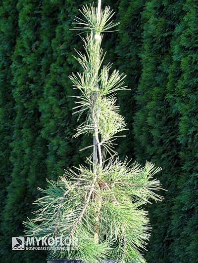 Sosna gęstokwiatowa Pendula – materiał oferowany do sprzedaży