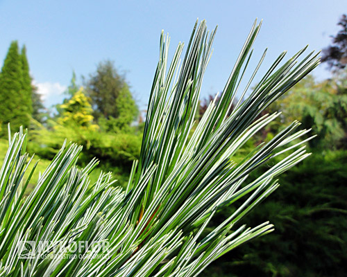  Pinus flexilis Vanderwolf's Pyramid – zbliżenie igły