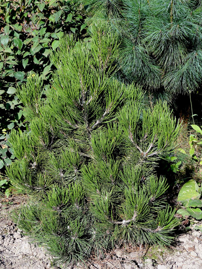 Pinus heldreichii Compact Gem