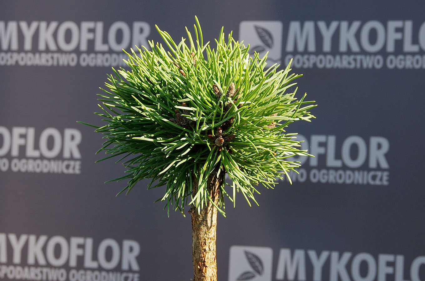 Pinus mugo Exelence