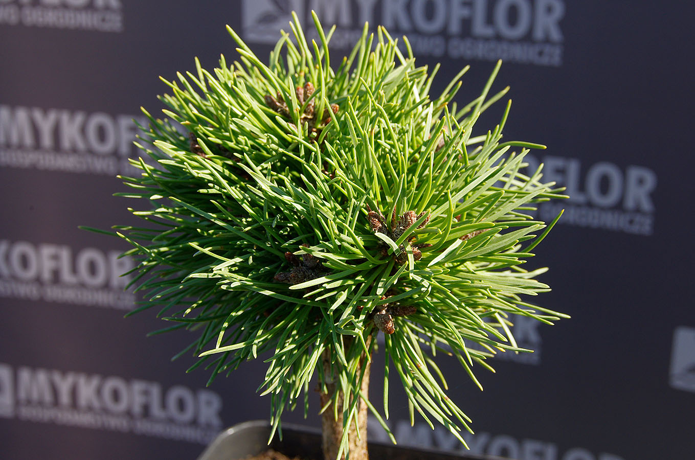 Pinus mugo Exelence