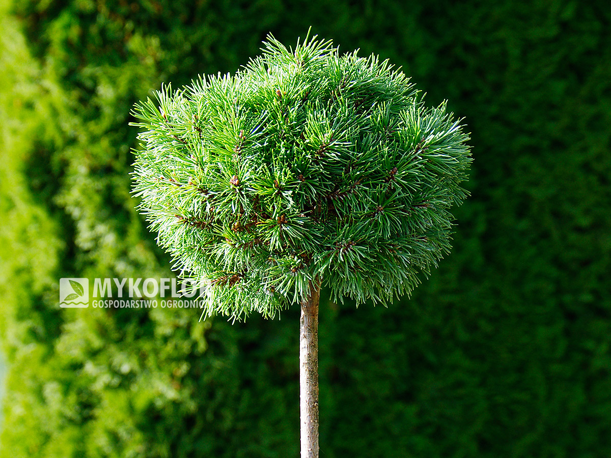 Pinus mugo Fischleinboden – roślina zaszczepiona na niewysokim pieńku