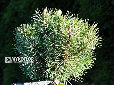 Pinus mugo Little Lady. Materiał oferowany do sprzedaży