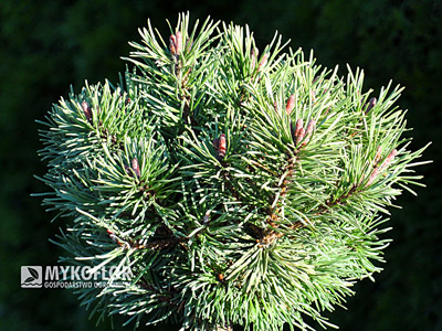 Pinus mugo Little Lady. Zbliżenie